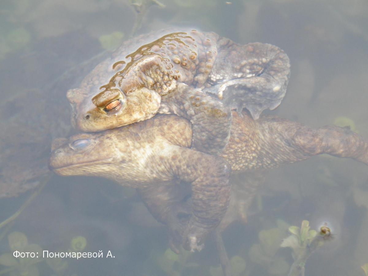 Bufo bufo амплексус